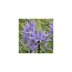 Planta Zambila Indiana Camassia, Leichtlinii Caerulea, Albastru, 12/14, 1 Planta