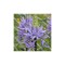 Planta Zambila Indiana Camassia, Leichtlinii Caerulea, Albastru, 12/14, 1 Planta