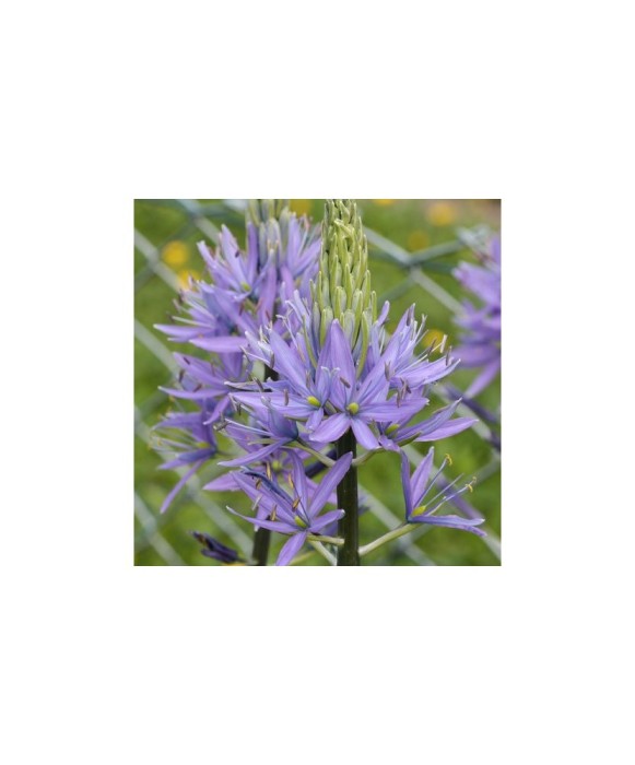 Planta Zambila Indiana Camassia, Leichtlinii Caerulea, Albastru, 12/14, 1 Planta