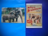 HOPCT LOT NR 452 ELEFANT/ELEFANTI -FAUNA-2 CARTI POSTALE-NECIRCULATE