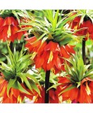 Bulbi Fritillaria Imperialis Rubra 20/24