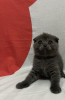 Scottish Fold Blue