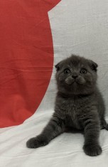 Scottish Fold Blue
