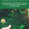 Kratom: Countless Benefits That Come With the Use of Kratom (A Comprehensive Guide on Things You Need to Know About Kratom)