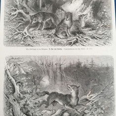 Gravura/litografie veche (sex. XIX scena vanatoare): Vanatoare de lupi in Ardeni