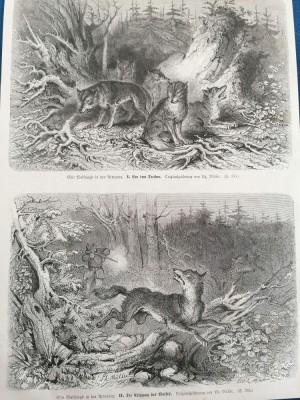Gravura/litografie veche (sex. XIX scena vanatoare): Vanatoare de lupi in Ardeni foto