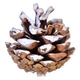 Set Conuri Decorative de Lemn cu Pomușoare Roșu pentru Decorațiuni de Sărbători, CMCLASS