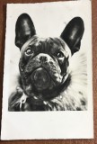 CPISTR5 Carte postala veche - Caine rasa Buldog Francez (French Bulldog), timbru Ungaria