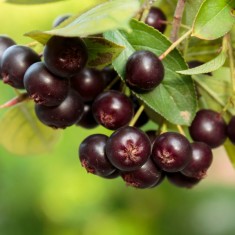 Aronia (Scoruș negru)