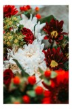 Tablou Canvas, "Roșu și alb &icirc;n armonie florală", Flori, Roșu, Alb, Petale, Frunze, Natură, Frumusețe, Textură, 26 x 39 cm, CMCLASS
