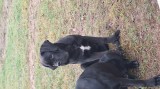 Cane Corso, mascul cu pedigree, 6 luni!