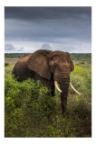Tablou Canvas, "Elefantul &icirc;n sălbăticia africană luxuriantă", Elefant, Savana, Cer, Noros, Verdeață, Colți, Impresionant, Majestos, 26 x 39 cm, CMCLAS
