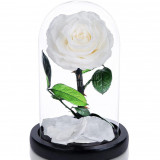 Trandafir Criogenat alb &Oslash;8cm in cupola de sticla 12x25cm