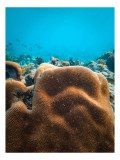 Tablou Canvas, "Dansul coralilor subacvatici misterioși", Undulating, Coral, Maze-like, Ocean, Tranquil, Vibrant, Depth, Marine, Life, Serenity, 26 x
