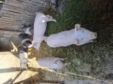 Porci de vanzare 150kg , găini si rațe crescute in libertate. Oua de la găini sau rațe