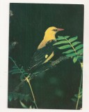 FA78-Carte Postala- RUSIA - Shaft Tailed Whydah, Vidua Regia, necirculata 1982, Fotografie