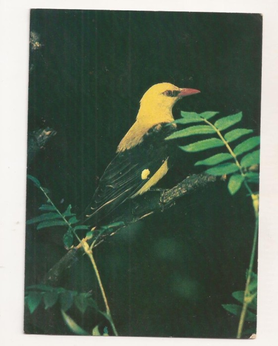 FA78-Carte Postala- RUSIA - Shaft Tailed Whydah, Vidua Regia, necirculata 1982