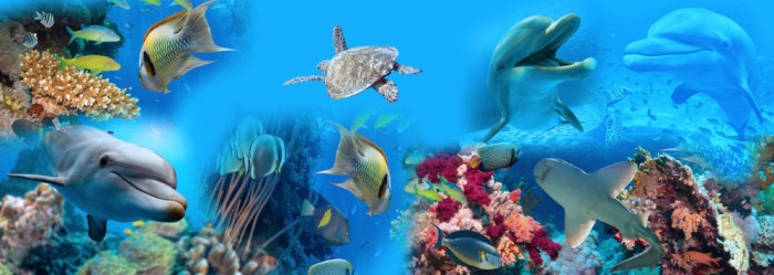 Sticker 3D pentru Podea - Delfini si Pesti in Mare