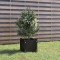vidaXL Jardinieră de grădină, negru, 31x31x31 cm, lemn masiv de pin 810530