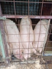 V&acirc;nd porci de țară