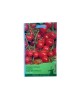Seminte Tomate Red Tiny Tim Cherry - Cireasa 0,5 g., Oem