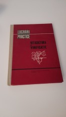 GEORGESCU MAGDALENA - VITICULTURA SI VINIFICATIE foto