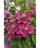 Clematis Hot Kisses PBR, Ghiveci P9 (9cm), Planta Ornamentala, Purpuriu-Roz, 1.5m, Inflorire Mai-Iulie, Rezistenta -20&deg;C