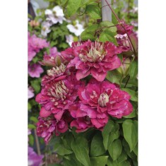 Planta Clematis Hot Kisses PBR P9 E, ghiveci 9cm