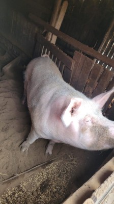 Porci de v&amp;acirc;nzare foto