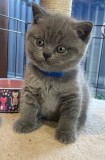 Pui British Shorthair superbi