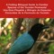 Yucatan Birds/Aves de Yucatan: A Folding Pocket Guide to Familiar Species/Una Guia Plegable Portatil de Especies Conocidas