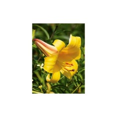 Bulb, Crini, Golden splendour, Calibru 14/16
