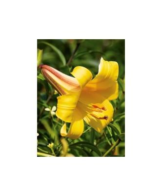 Bulb, Crini, Golden splendour, Calibru 14/16 foto