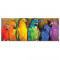 Puzzle 1000 Piese Papagali Curcubeu