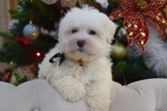 Bichon Maltez