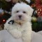 Bichon Maltez