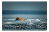 Tablou Canvas, "Morși singuratic pe ghețurile Arcticii", Morse, Gheață, Ocean, Calm, Albastru, 39 x 26 cm, CMCLASS