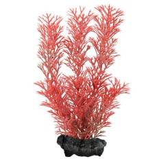 Myriophyllum Heterophyllum (Red Foxtail) - planta Tetra 15 cm, S foto