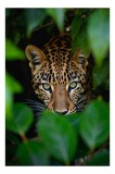 Tablou Canvas, "Leopardul printre frunzele misterioase ale junglei", Leopard, Frunze, Privire, Camuflaj, Intimidant, Verde, Prădător, Natură, 26 x 39