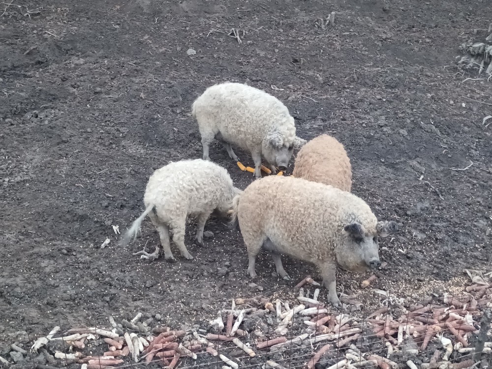 Vand porci mangalita ! | arhiva Okazii.ro