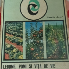 LEGUME,POMI SI VITA DE VIE PE LANGA CASA T. GROZA