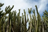 Tablou Canvas, "Cactuși spre cerul albastru luminos", Verde, Cactuși, Cer, Nor, Natură, 39 x 26 cm, CMCLASS