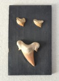 Dinti de rechin Cretacic Maroc