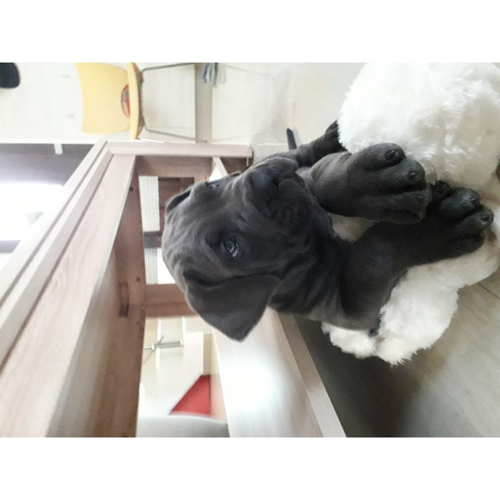 Cane Corso Corso Masculvarsta 2 Lunirasa Pura Okaziiro
