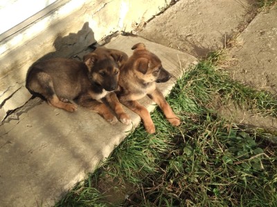 Donez 2 catelusi foto