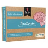 Lectii Montessori - Anatomie: Sistemul osos. Sistemul nervos