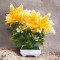 Copacel decorativ model astilbe galben