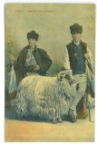 3985 - CIOBANI, Shepherds with a ram, Romania - old postcard - unused
