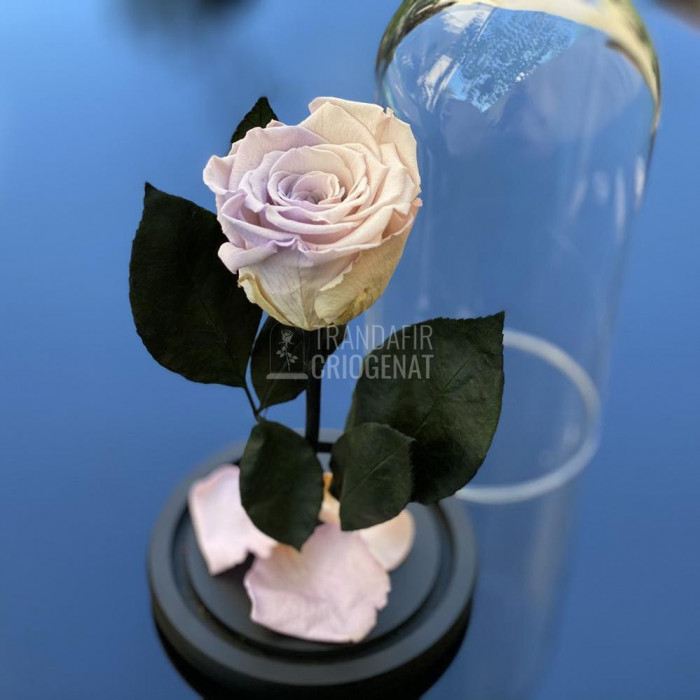 Trandafir Criogenat roz cu mov &Oslash;6,5cm in cupola 10x20cm