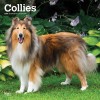 Collies 2024 Square